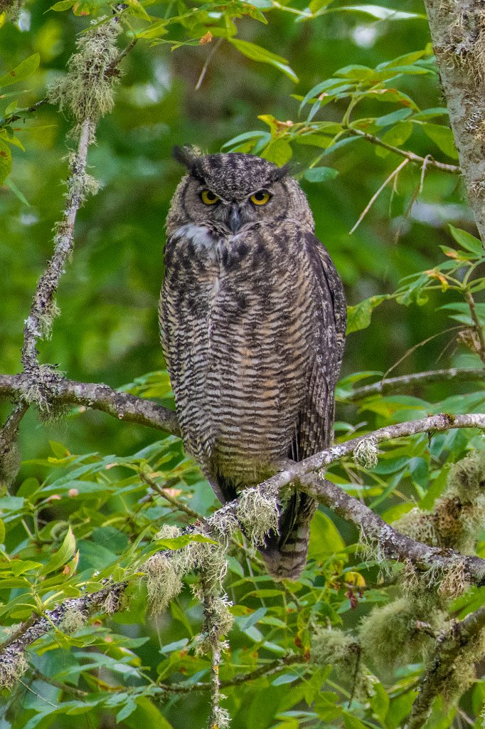 D85_0442.jpg - Great Horned Owl