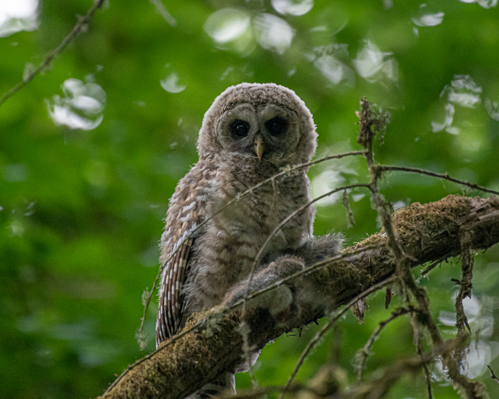 D85_0896.jpg - Barred Owl