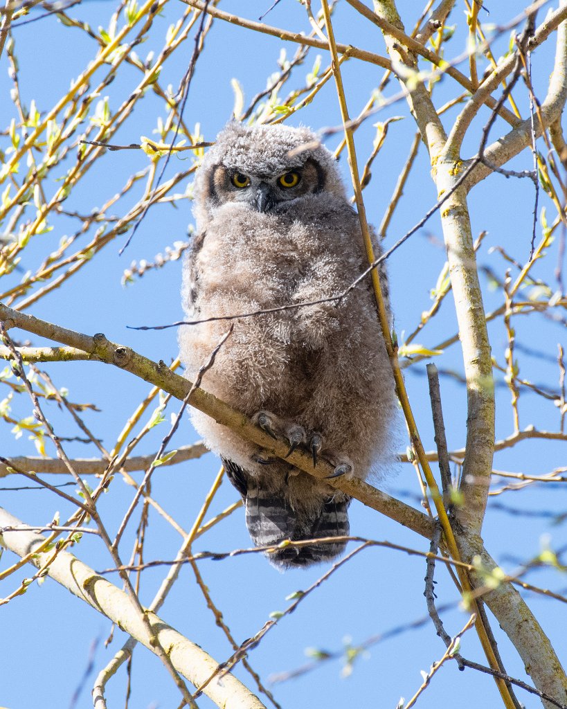 D85_1020-93.jpg - Great Horned Owl