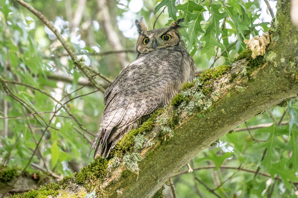 D85_1034.jpg - Great Horned Owl