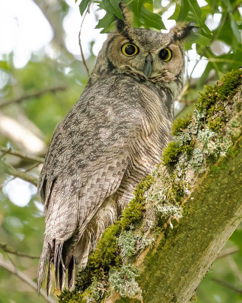 D85_1109.jpg - Great Horned Owl