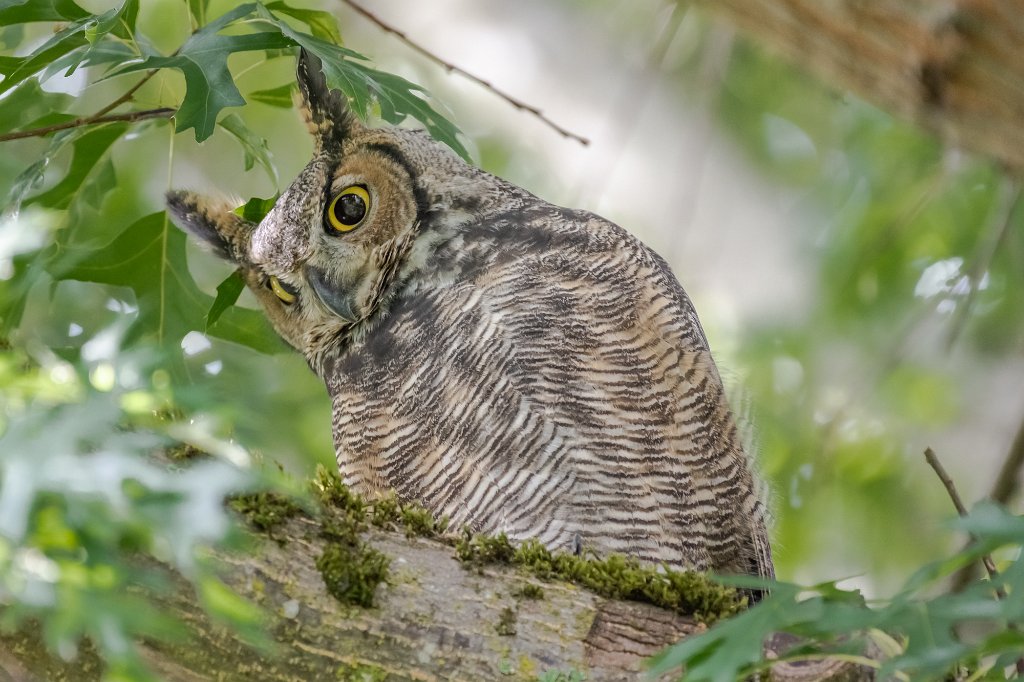 D85_1145.jpg - Great Horned Owl