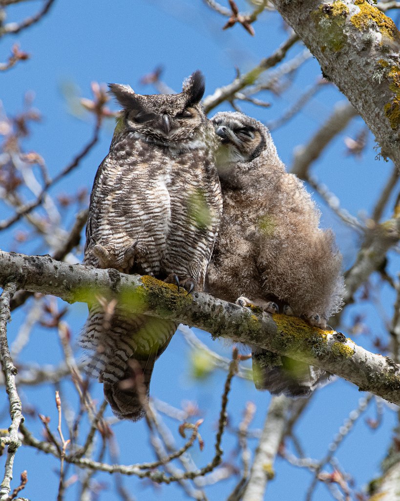 D85_1167-33.jpg - Great Horned Owl