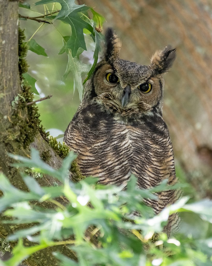 D85_1191.jpg - Great Horned Owl