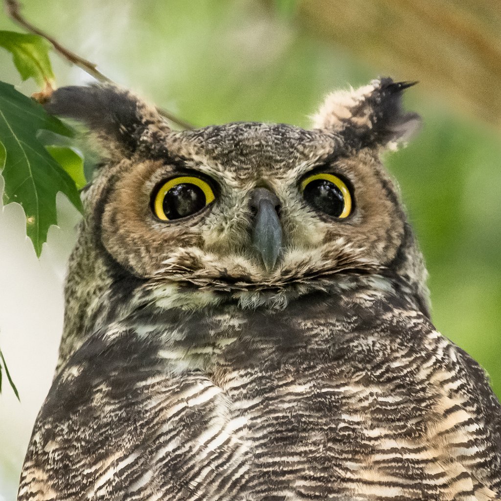 D85_1213.jpg - Great Horned Owl