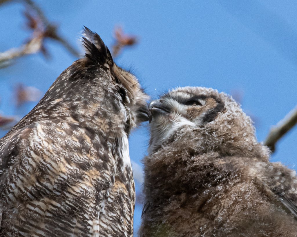 D85_1216-2.jpg - Great Horned Owl