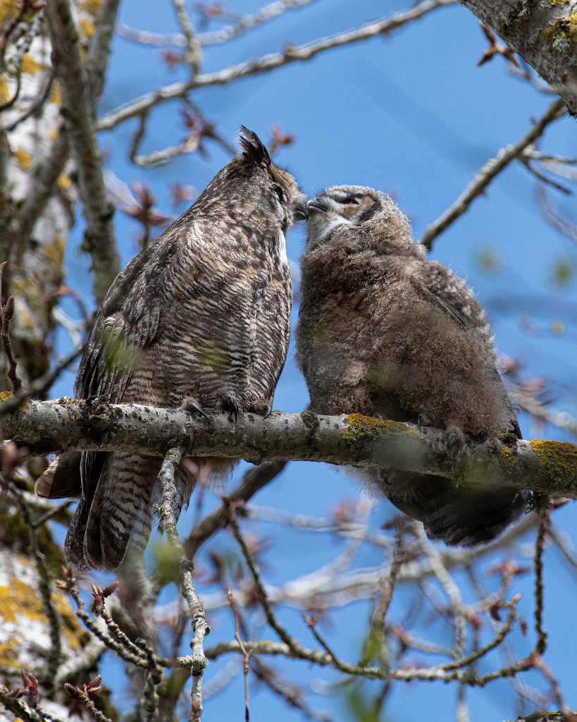 D85_1216.jpg - Great Horned Owl