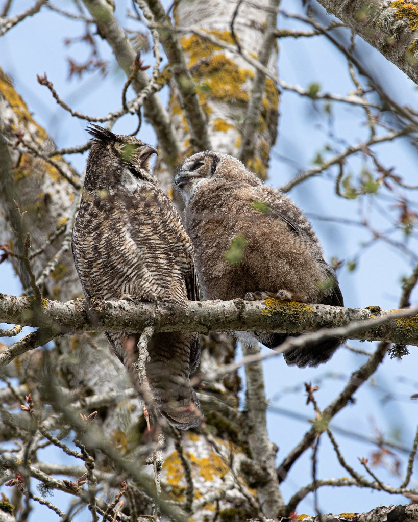 D85_1245.jpg - Great Horned Owl