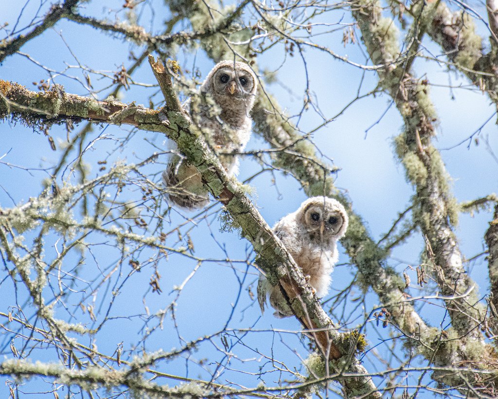 D85_3011.jpg - Barred Owlets