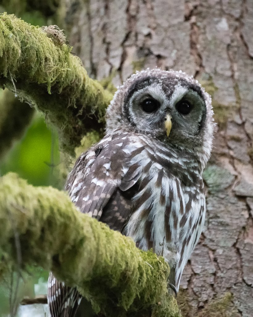 D85_4253-Edit.jpg - Barred Owl