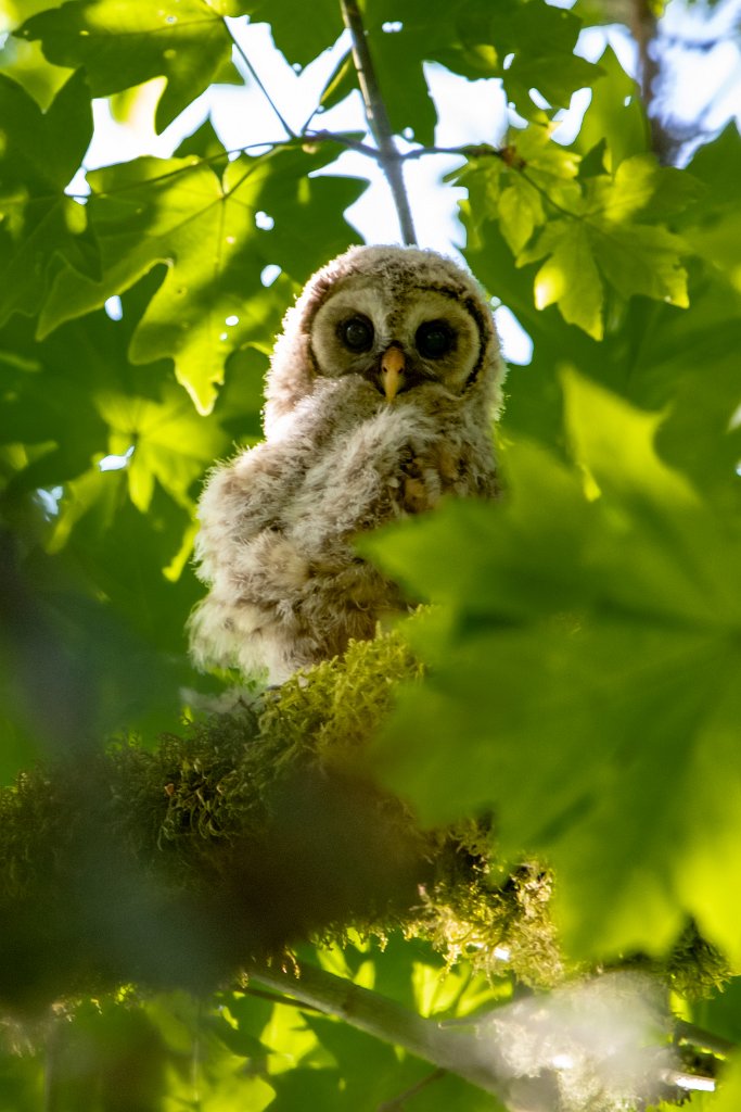 D85_4390.jpg - Barred Owl