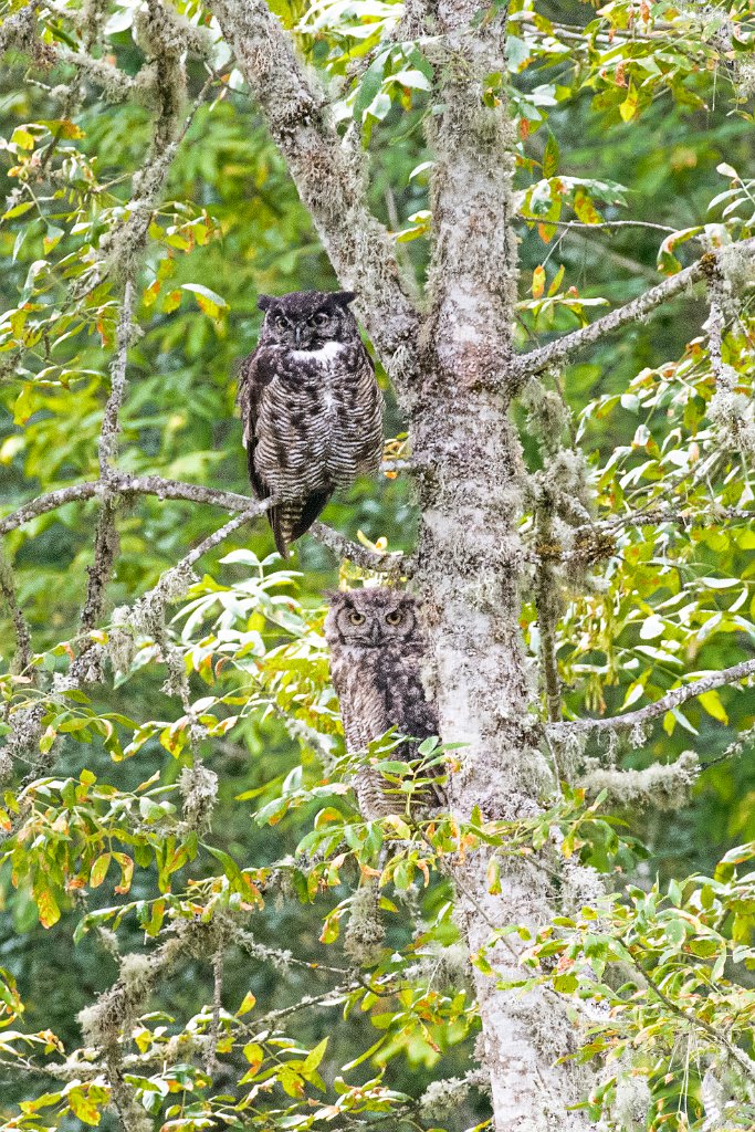 D85_5269.jpg - Great Horned Owl