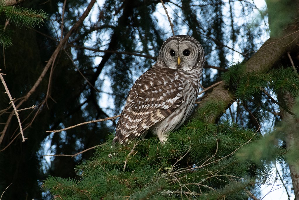 D85_6519.jpg - Barred Owl