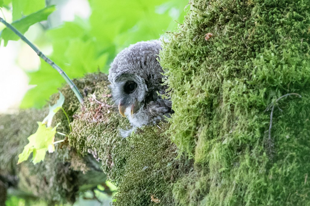 D85_7992.jpg - Juvenille Barred Owl