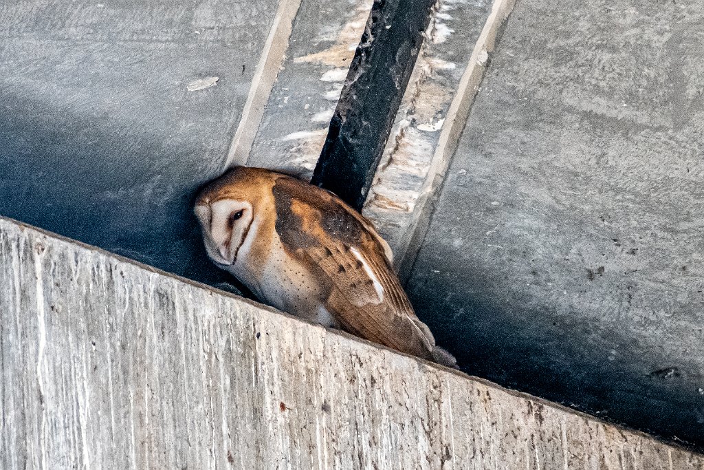 D85_9205.jpg - Barn Owl