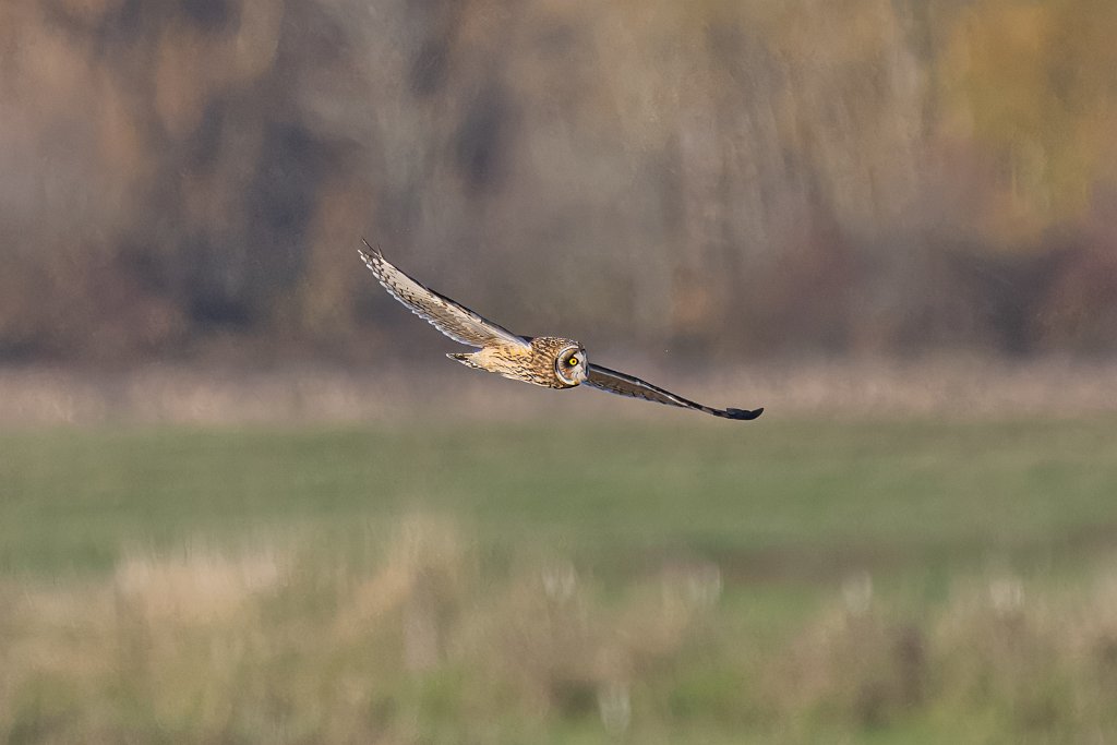 Z09_8223.jpg - Short-eared Owl