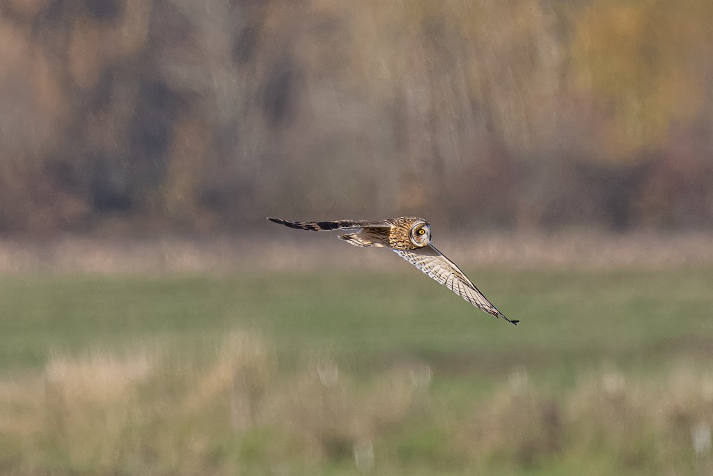 Z09_8224.jpg - Short-eared Owl