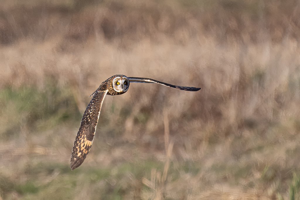 Z09_8230-Enhanced-SR.jpg - Short-eared Owl