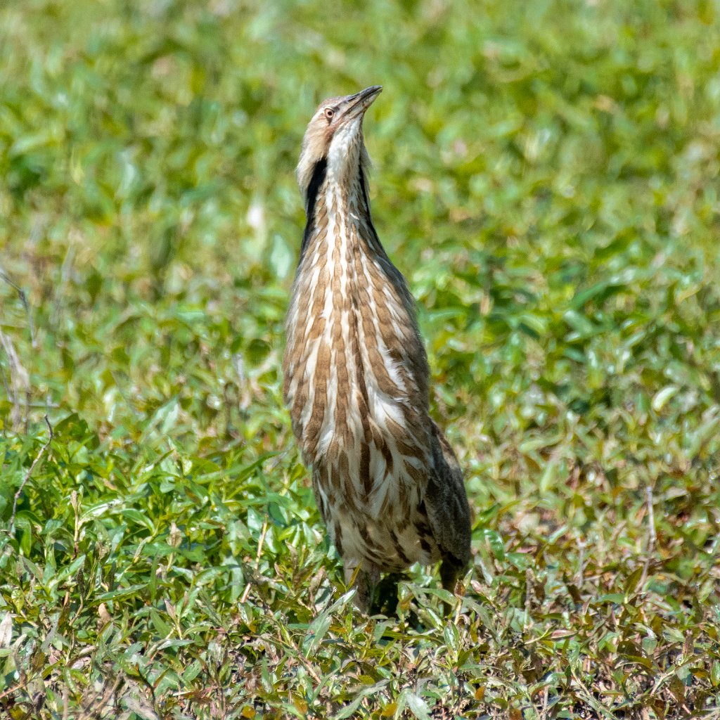 D85_1260.jpg - American Bittern