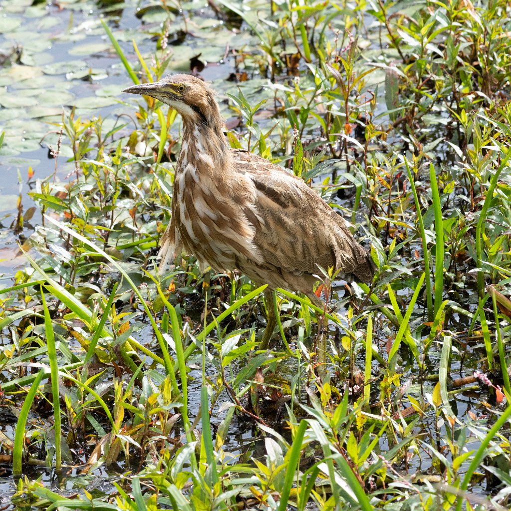 D85_2226.jpg - American Bittern