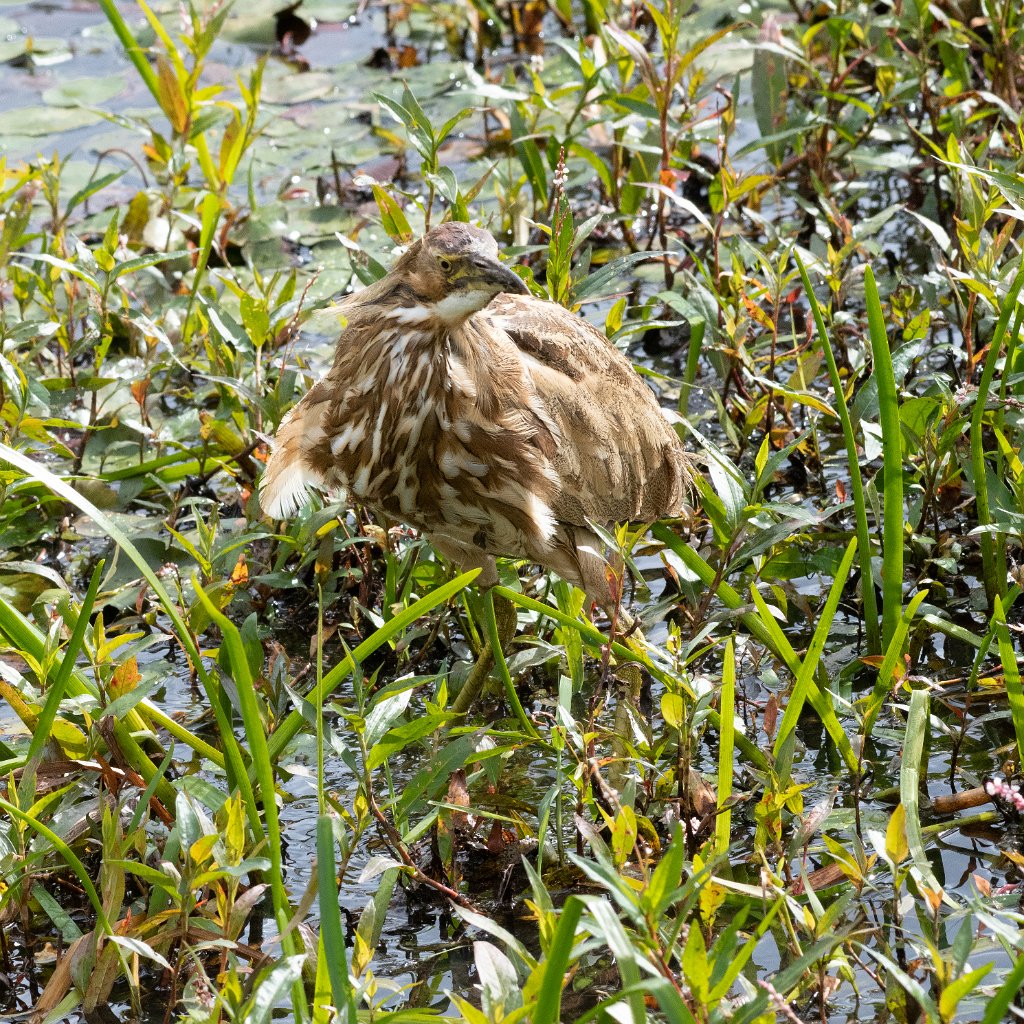 D85_2229.jpg - American Bittern