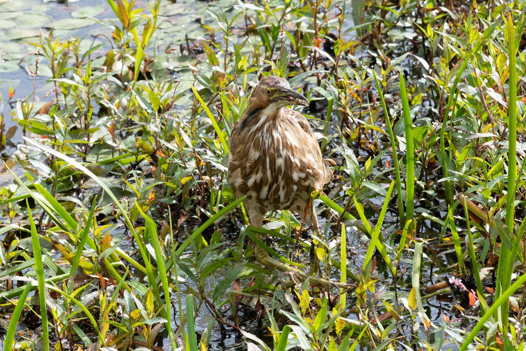 D85_2232.jpg - American Bittern