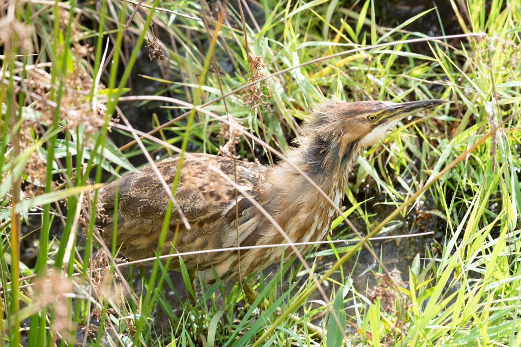 D85_2248.jpg - American Bittern