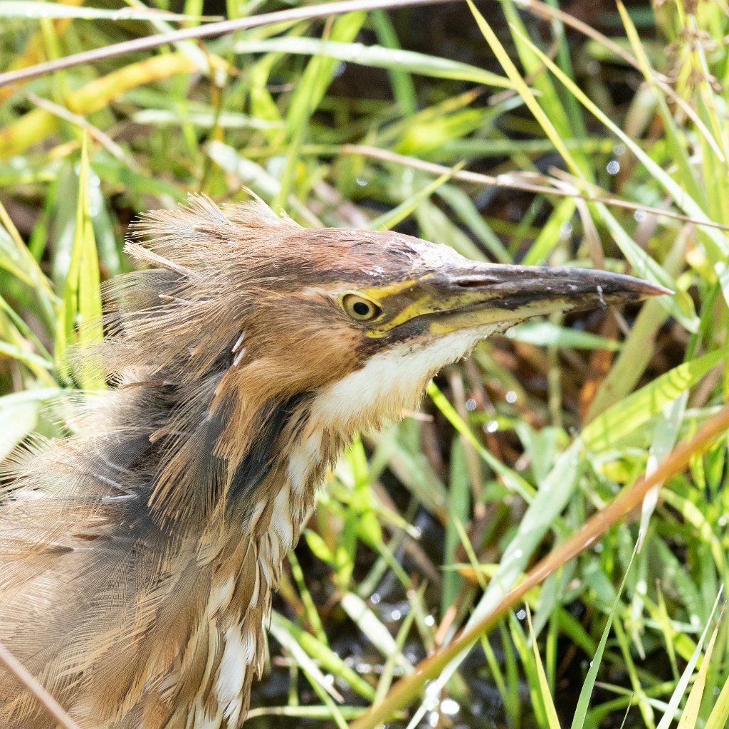 D85_2250.jpg - American Bittern