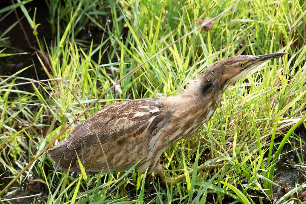 D85_2263.jpg - American Bittern