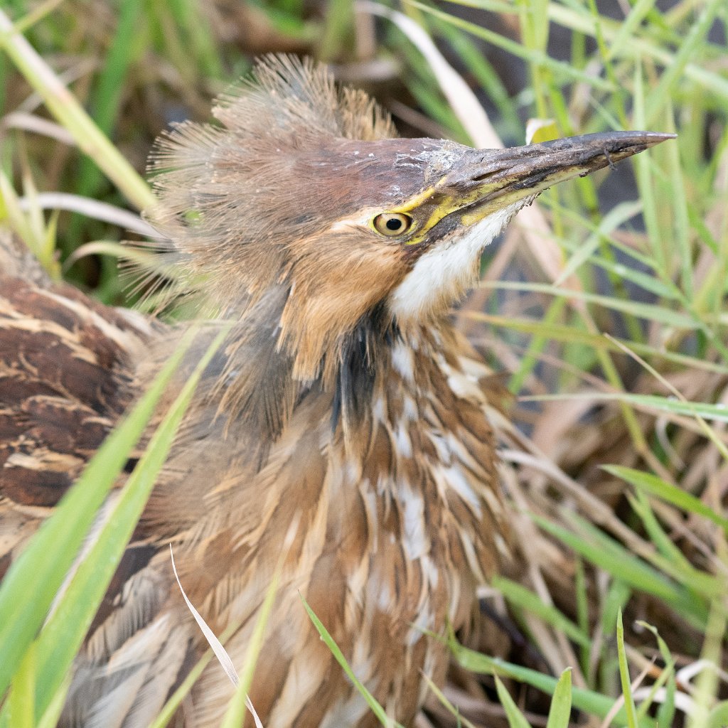 D85_2276.jpg - American Bittern