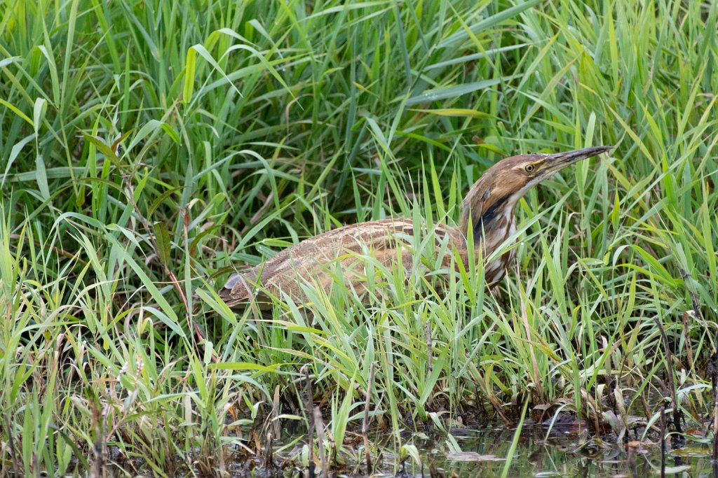 D85_2318.jpg - American Bittern