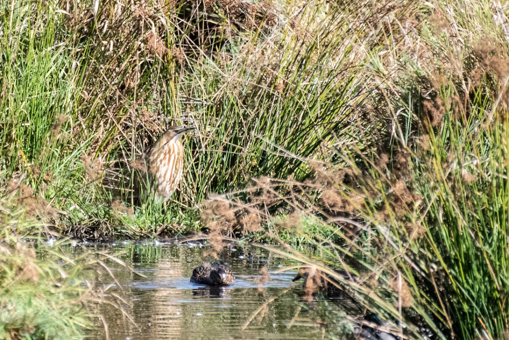 D85_4415.jpg - American Bittern