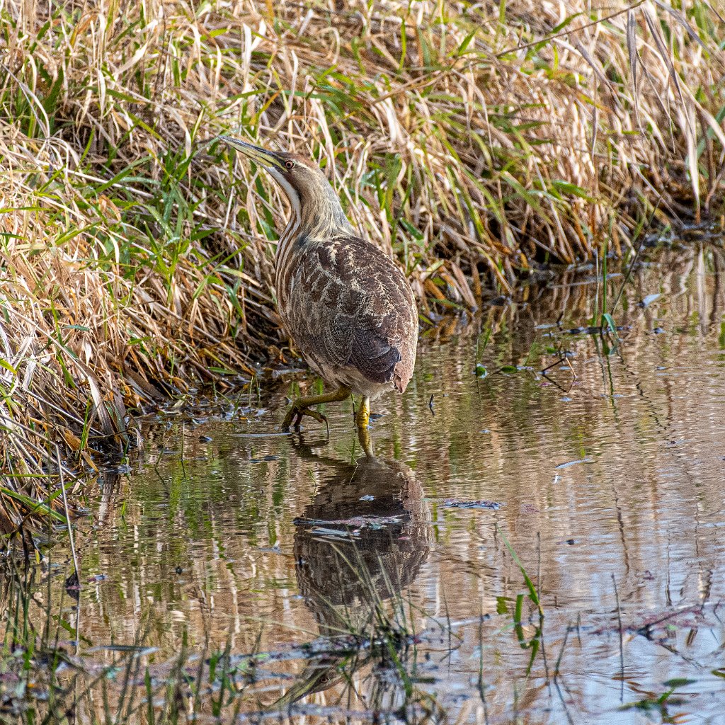 D85_5624.jpg - American Bittern