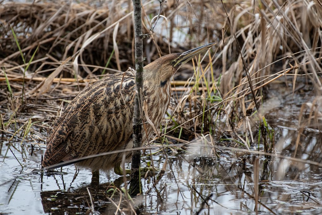 D85_7631.jpg - American Bittern