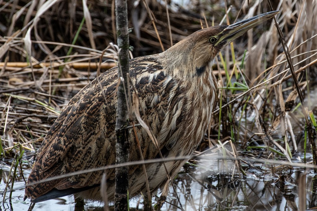 D85_7638.jpg - American Bittern