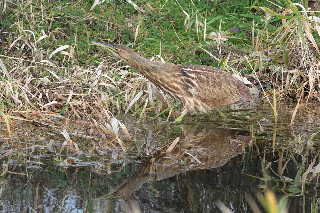 D85_8485.jpg - American Bittern