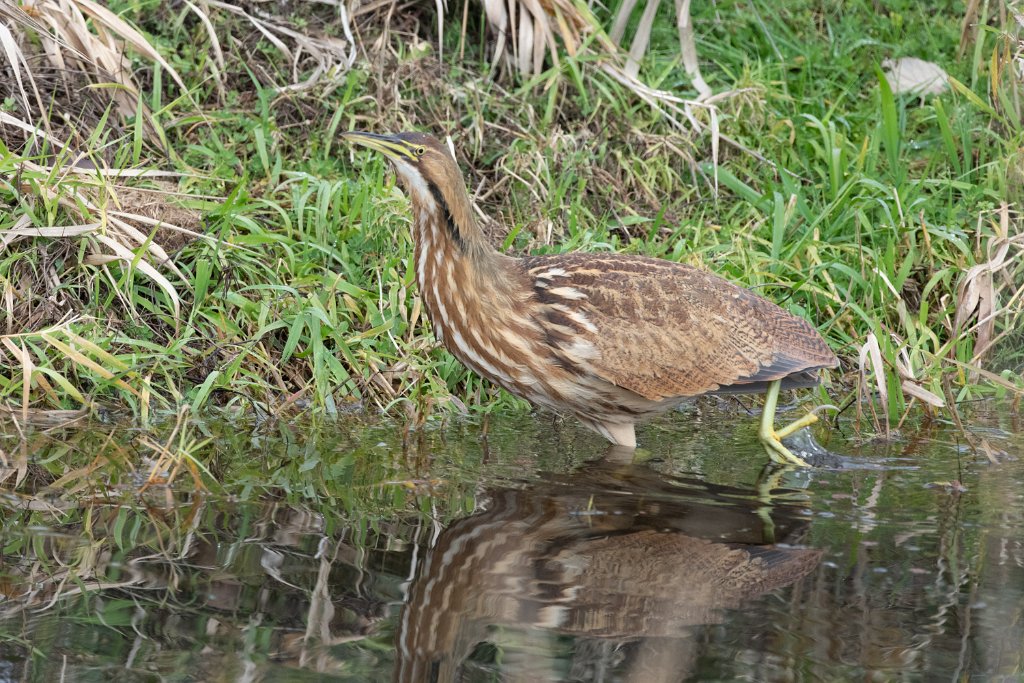 D85_8491.jpg - American Bittern