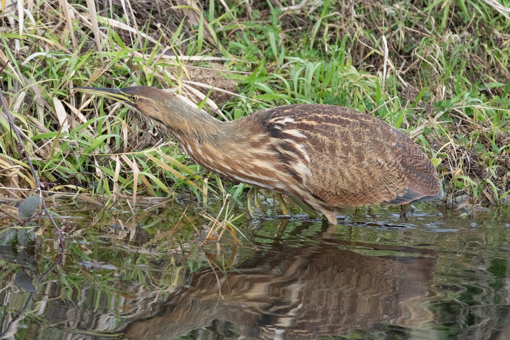 D85_8493.jpg - American Bittern