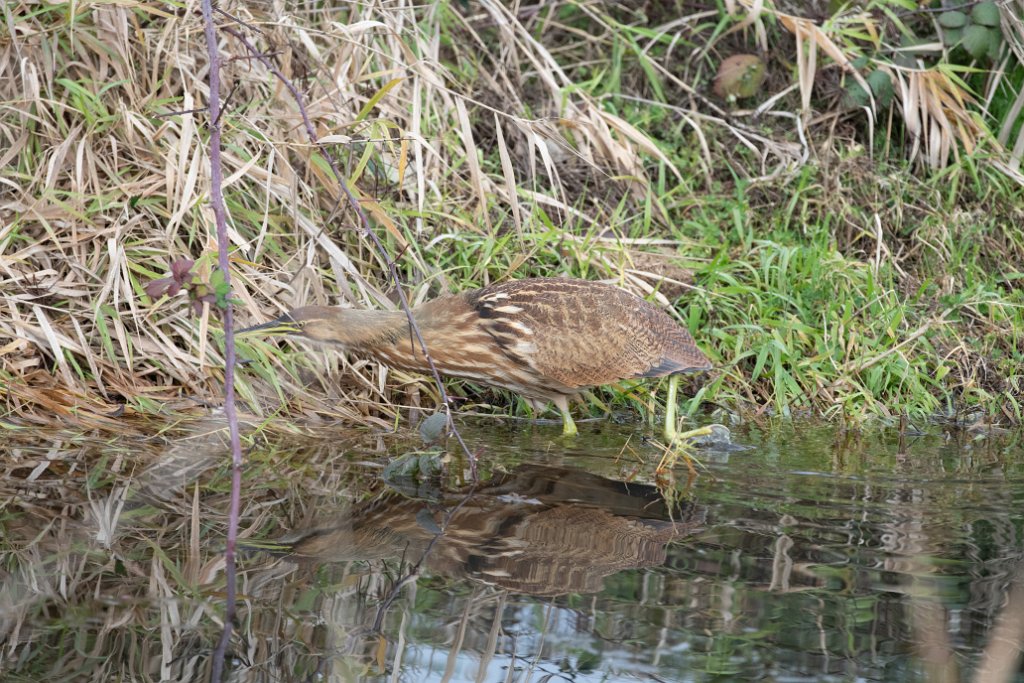 D85_8496.jpg - American Bittern