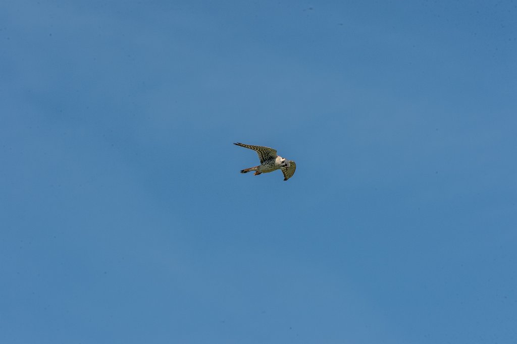 D04_0083.jpg - American Kestrel