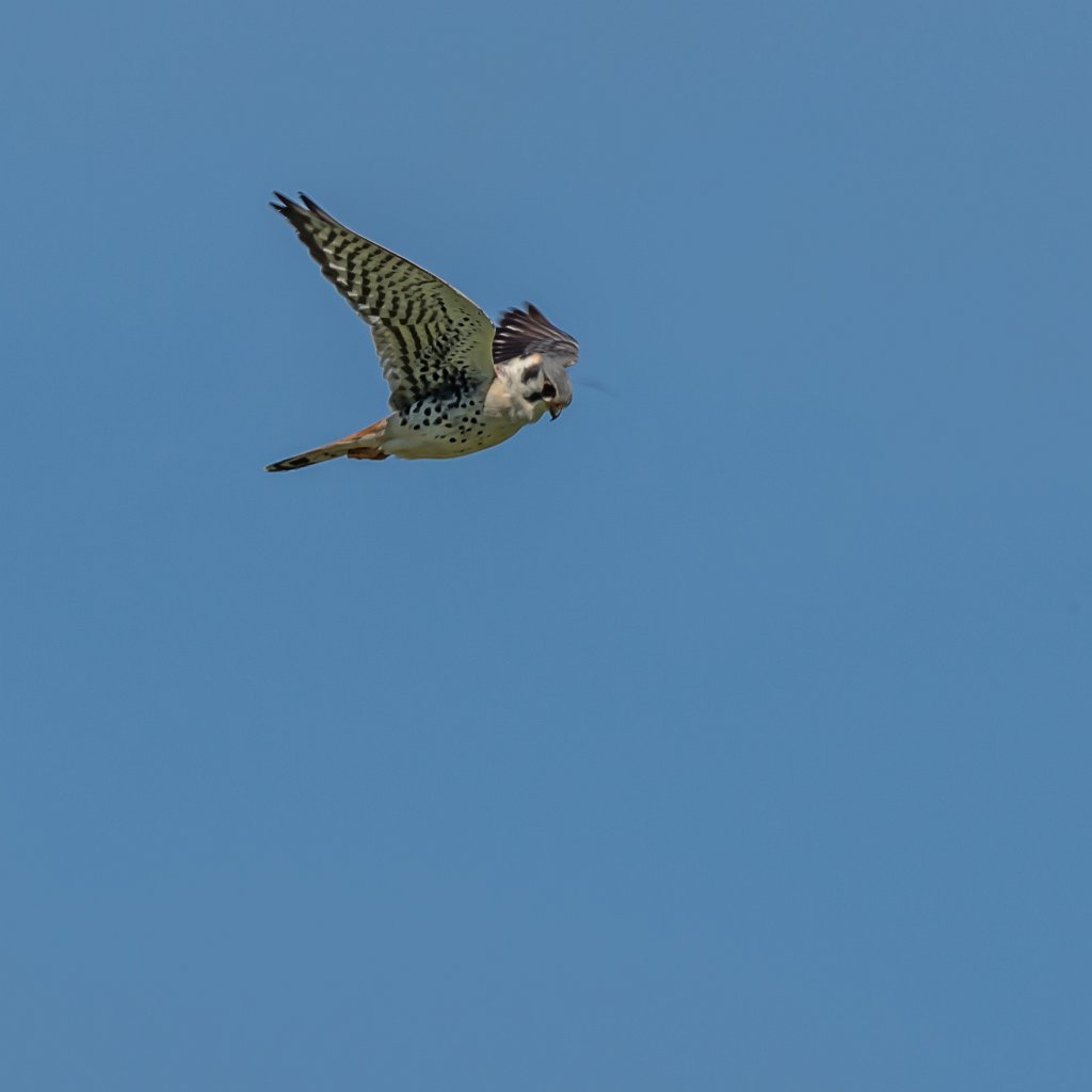 D04_0085.jpg - American Kestrel