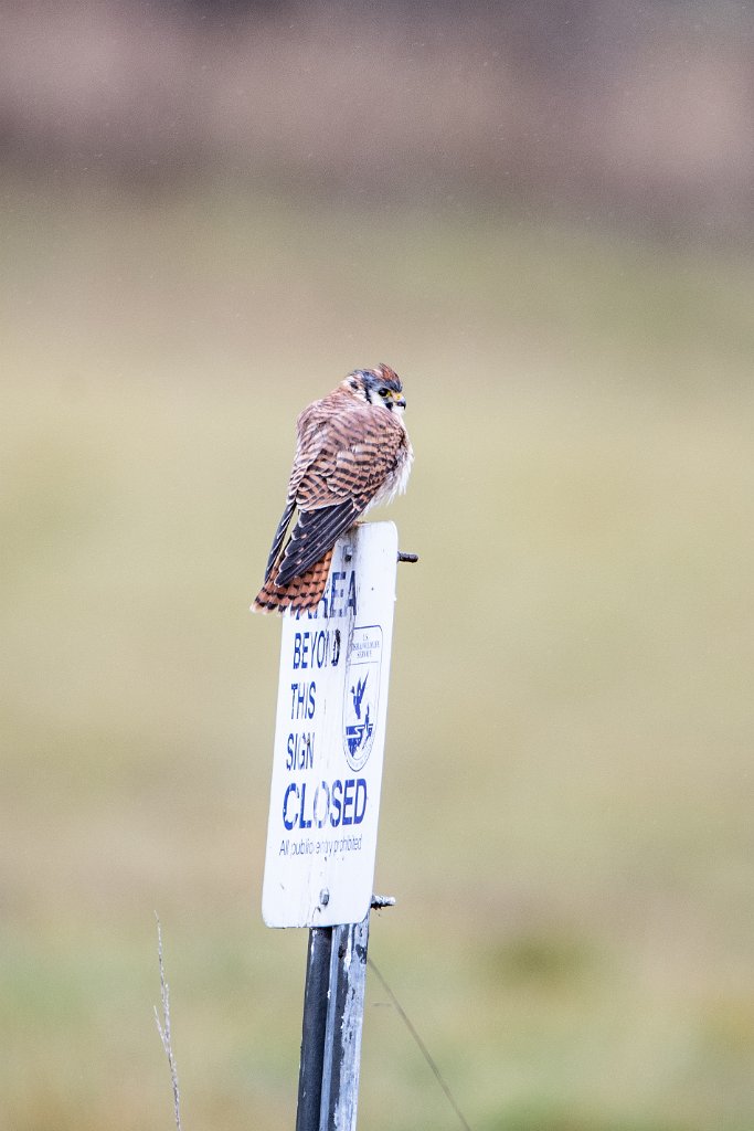 D05_4105.jpg - American Kestrel