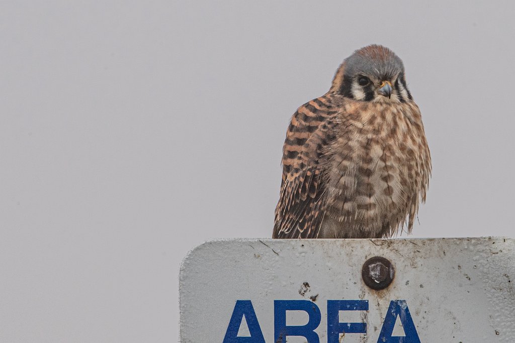 D05_4196.jpg - American Kestrel