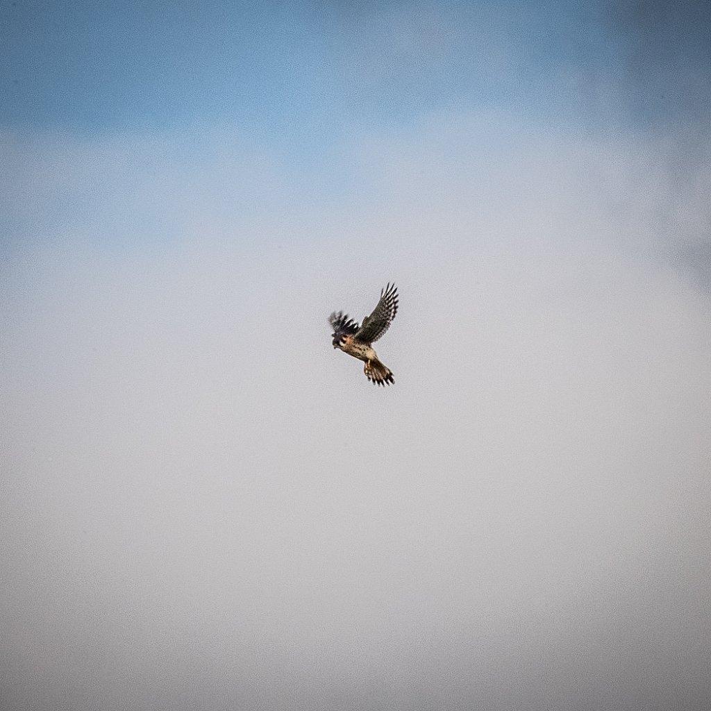 D05_6331.jpg - American Kestrel