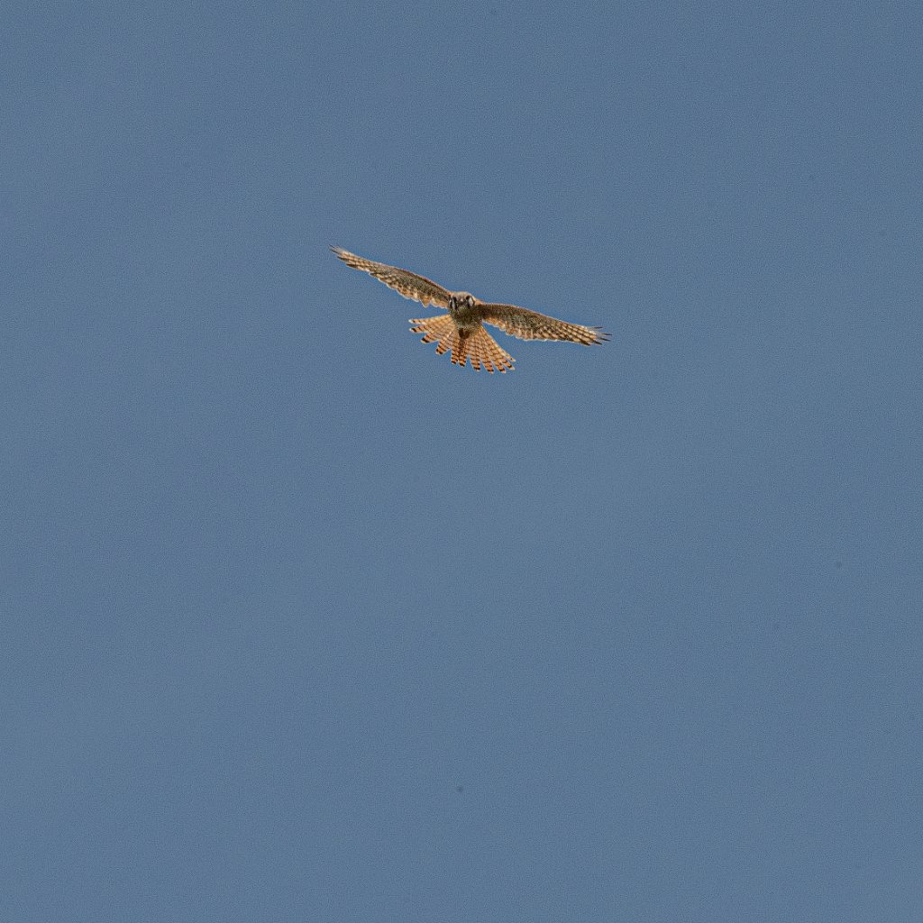 D05_7418.jpg - American Kestrel