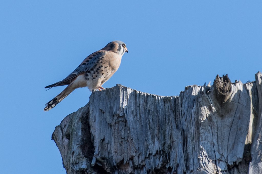 D05_7814.jpg - American Kestrel