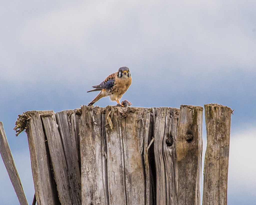 D05_8313.jpg - American Kestrel