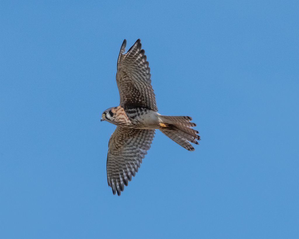 D85_0296.jpg - American Kestrel