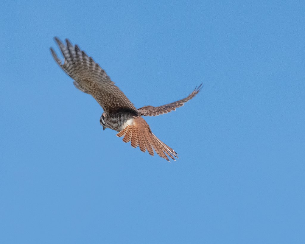 D85_0311.jpg - American Kestrel