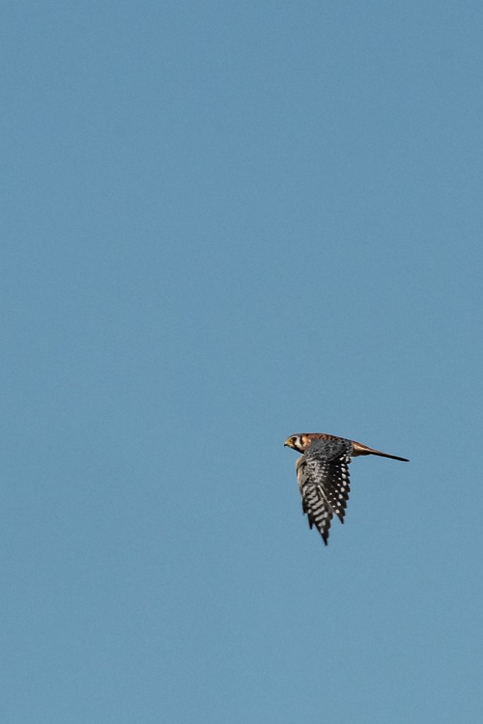 D85_1361.jpg - American Kestrel